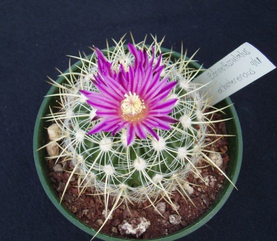 Stenocactus_ochoterenaus_1